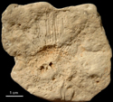 cf. Palaeodiadema/Centrostephanus sp.