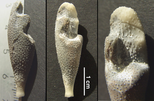 regenereret Tylocidaris baltica
