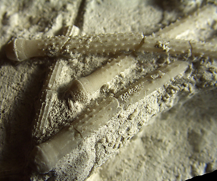 Stereocidaris pistillum pigge