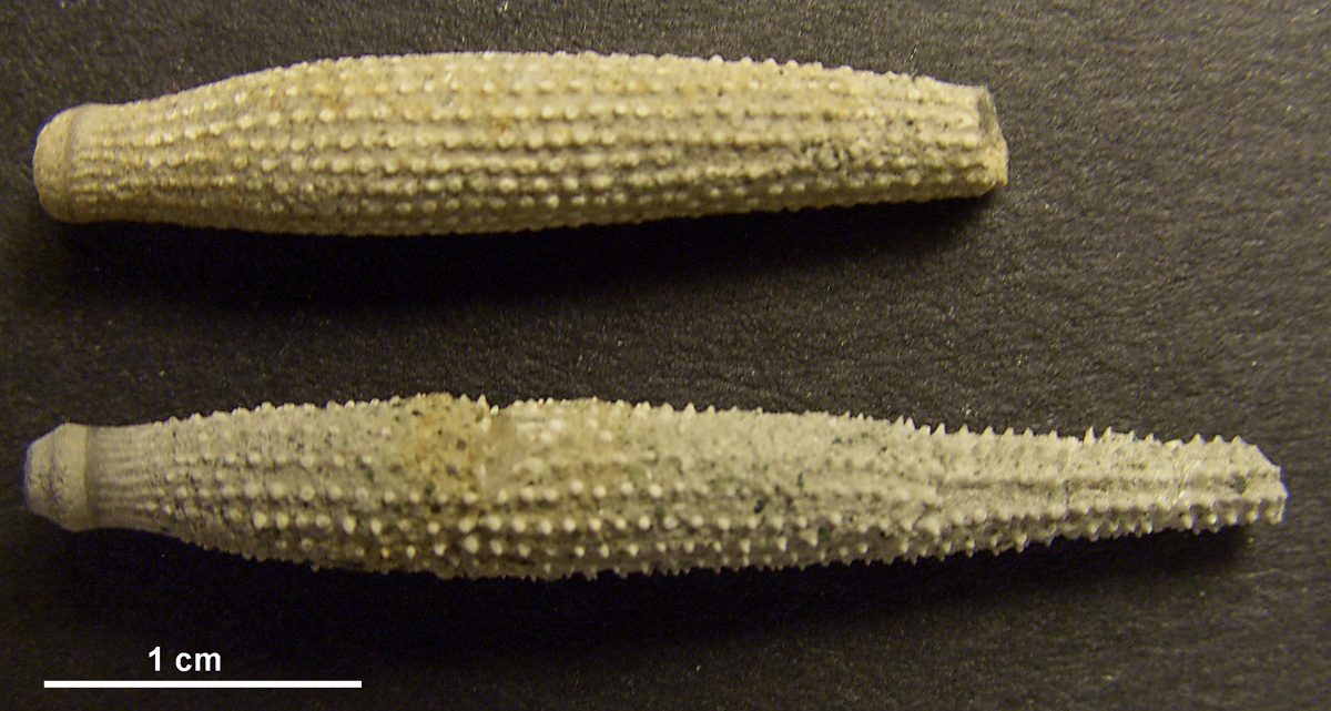 radioles Stereocidaris Sceptrifera