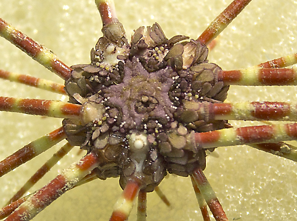 Bathysalenia cincta