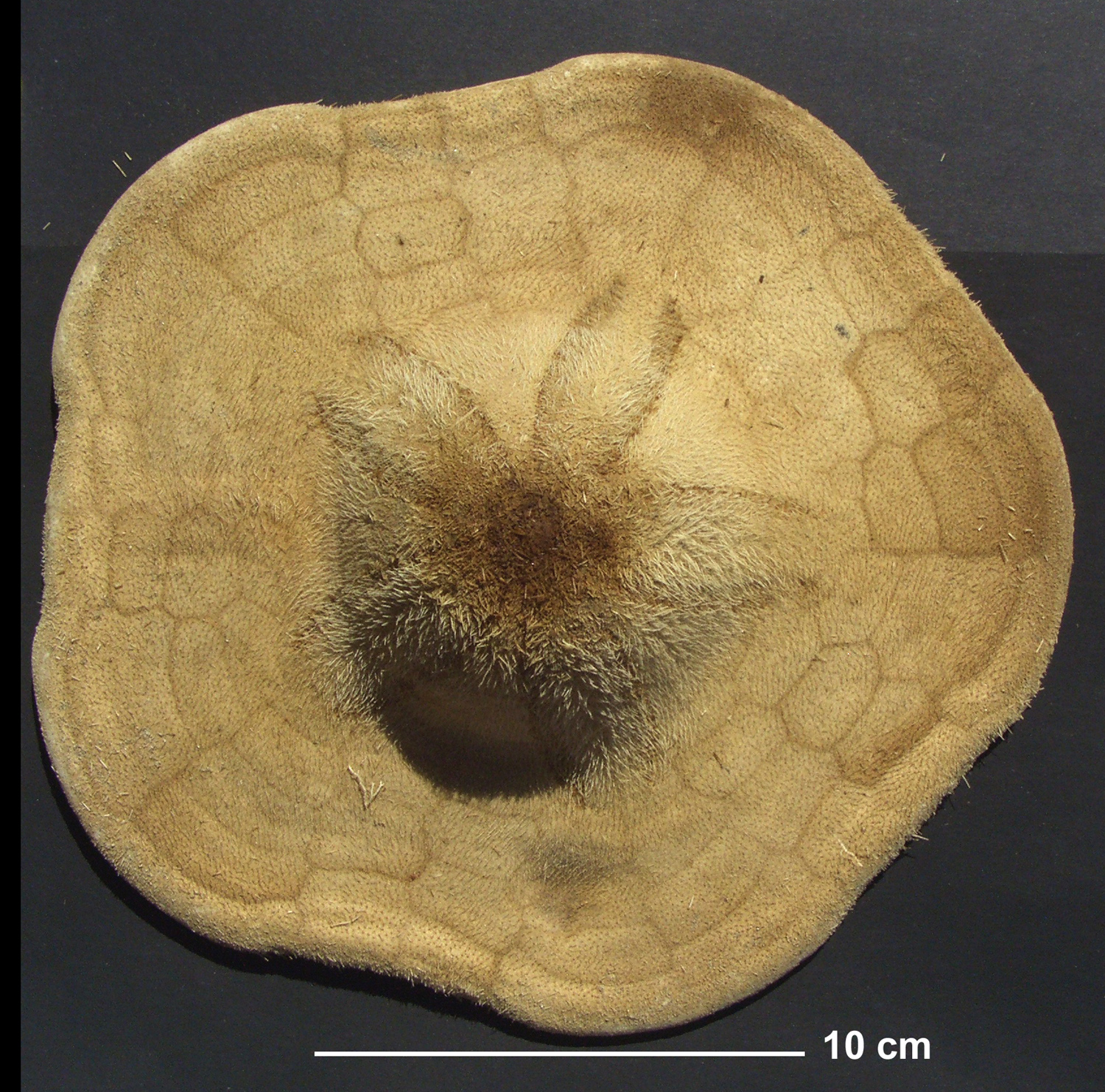Clypeaster euclastus