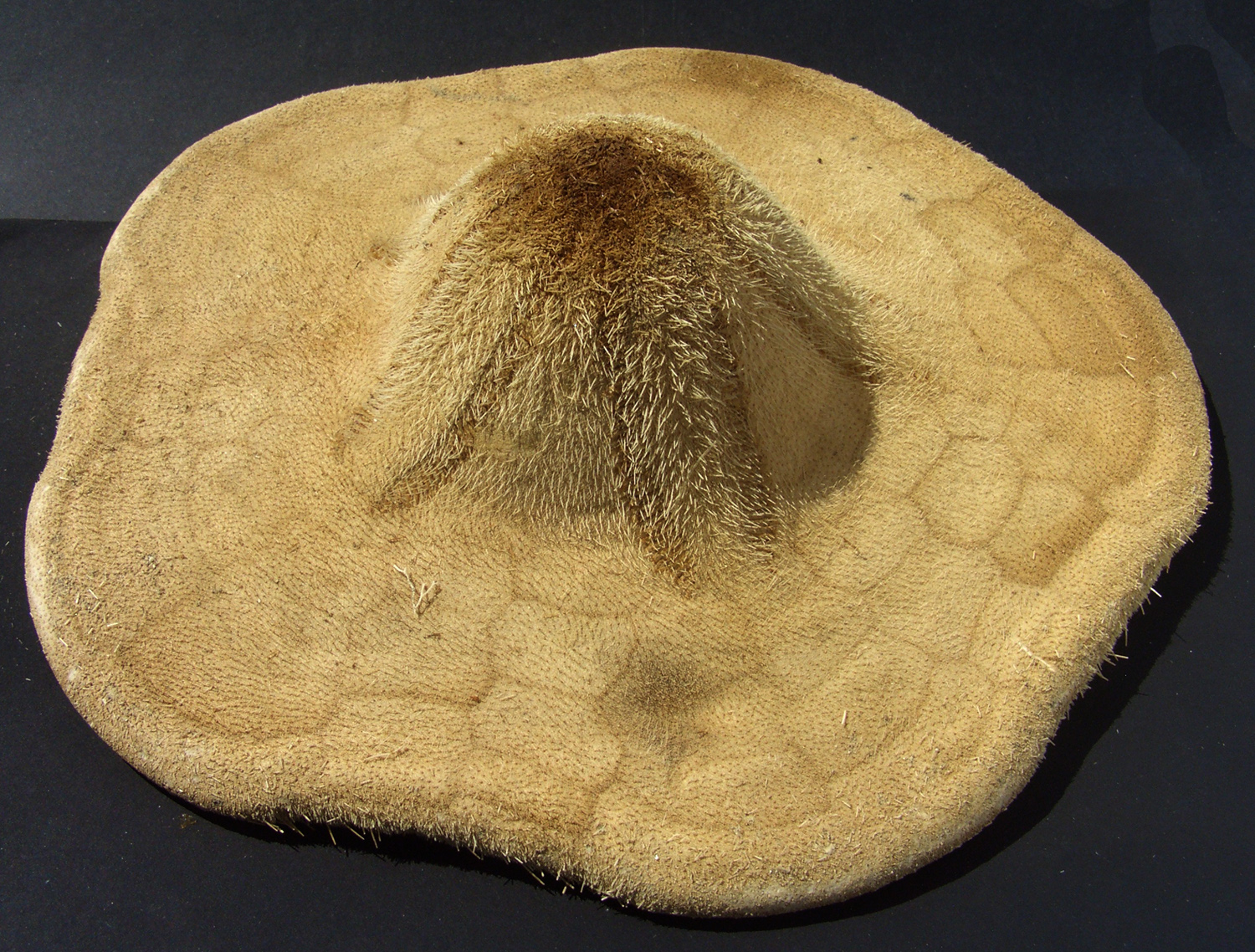 Clypeaster euclastus