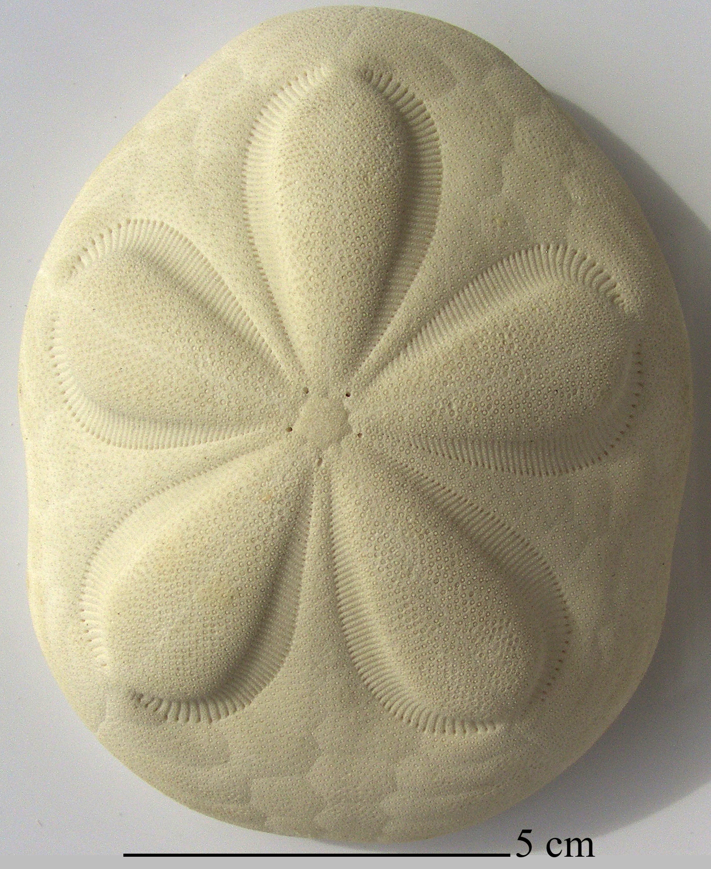 Clypeaster rosaceus