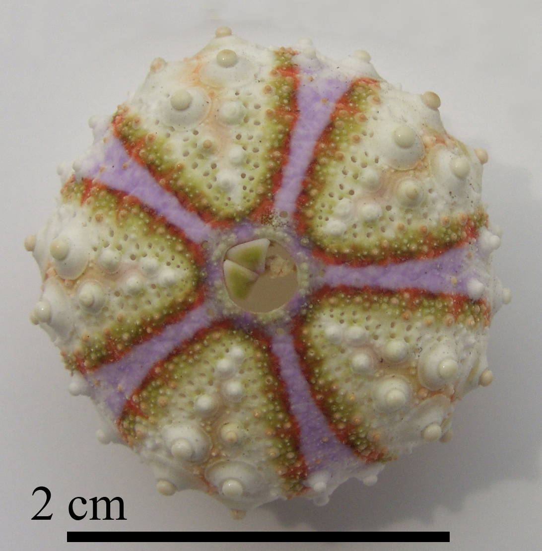 Coelopleurus maillardi