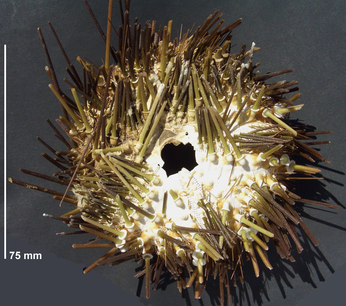 Diadema antillarum