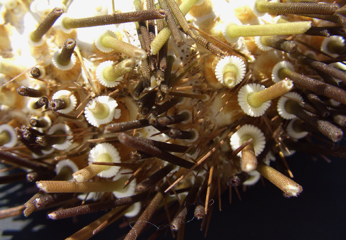 Diadema antillarum