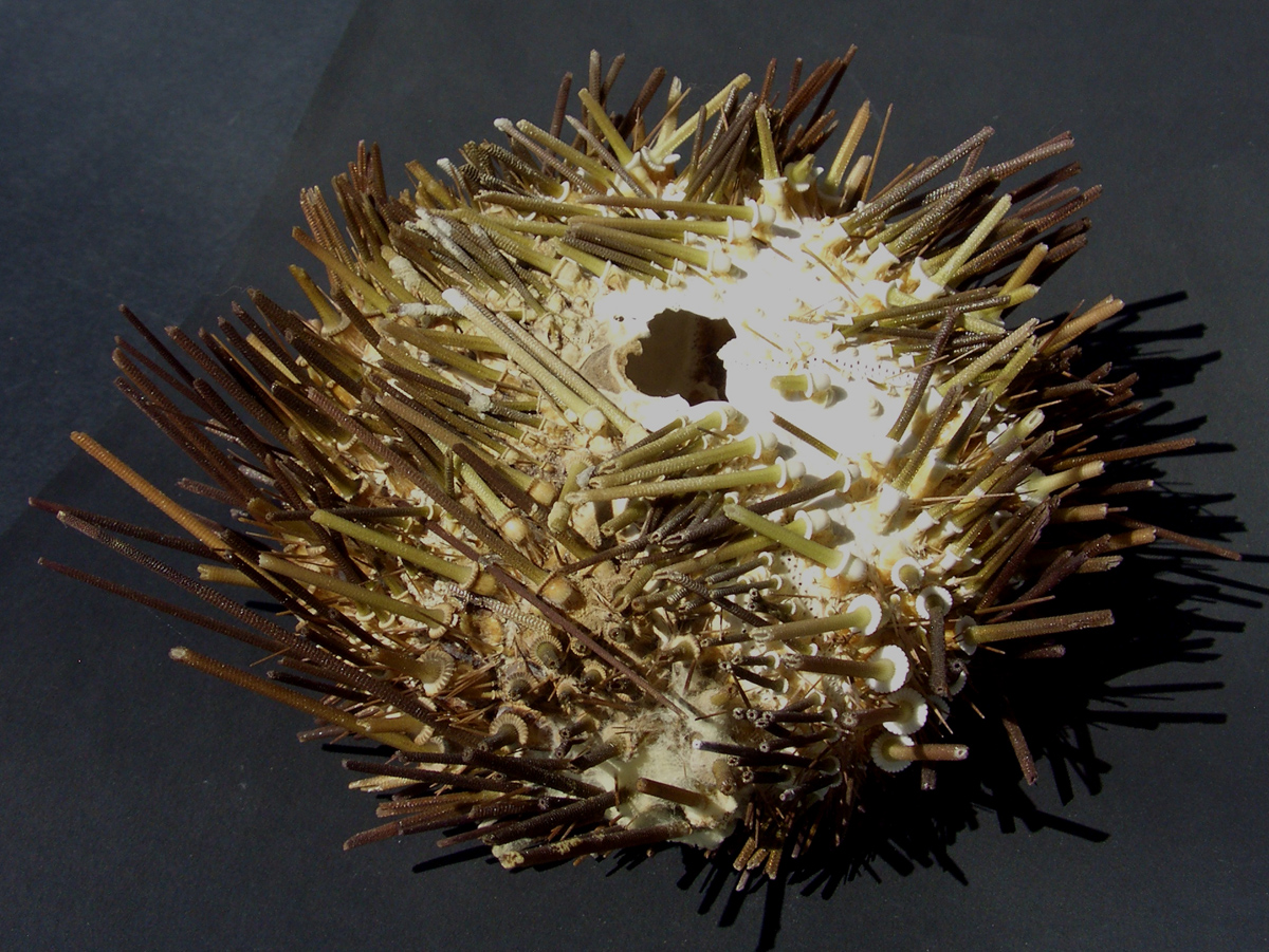 Diadema antillarum