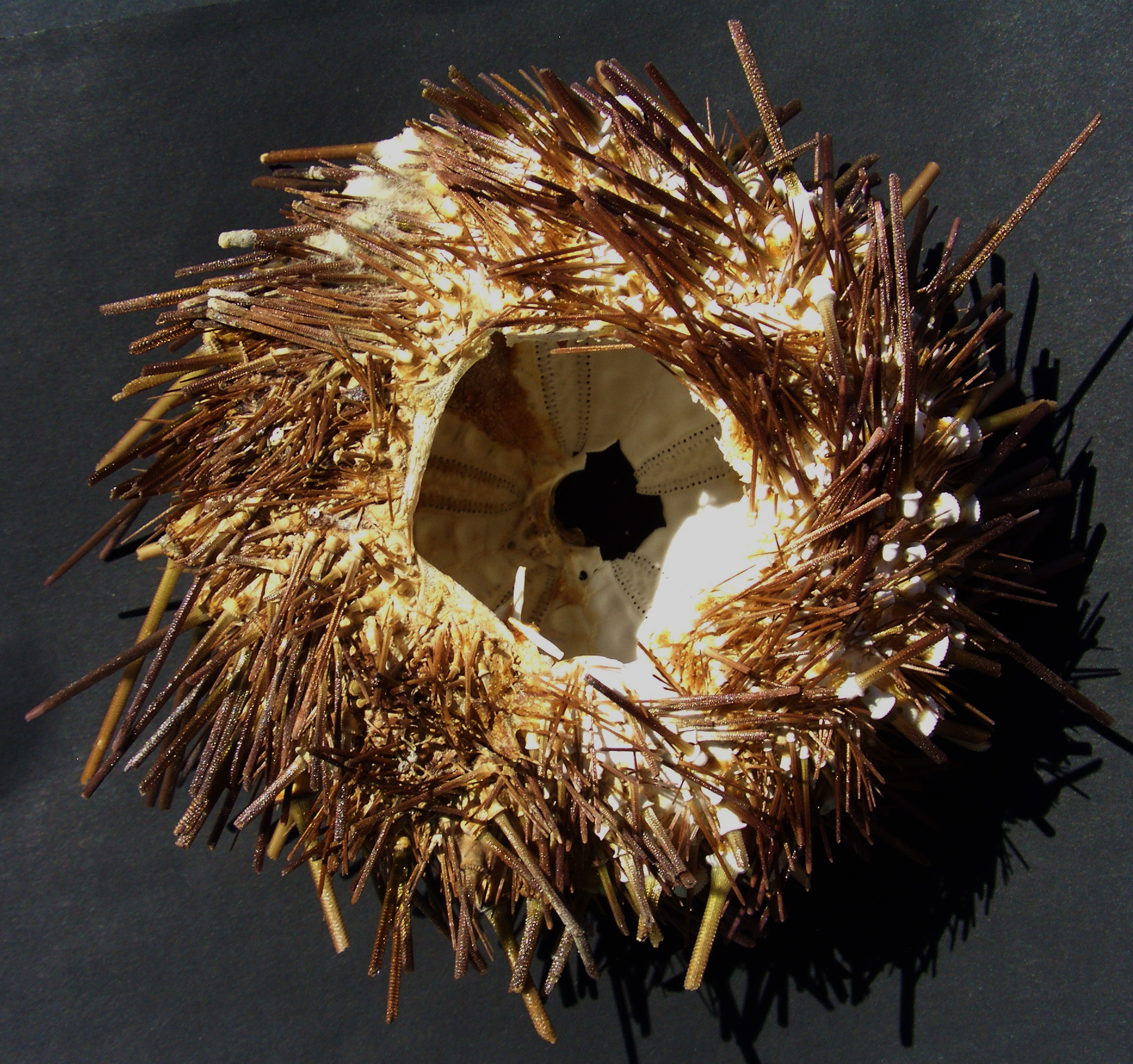 Diadema antillarum