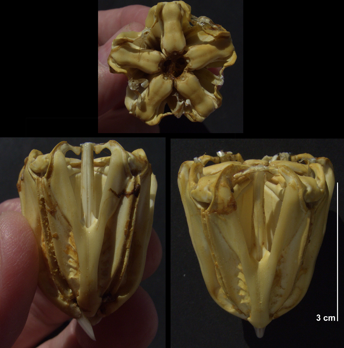 Diadema antillarum - tandapparat