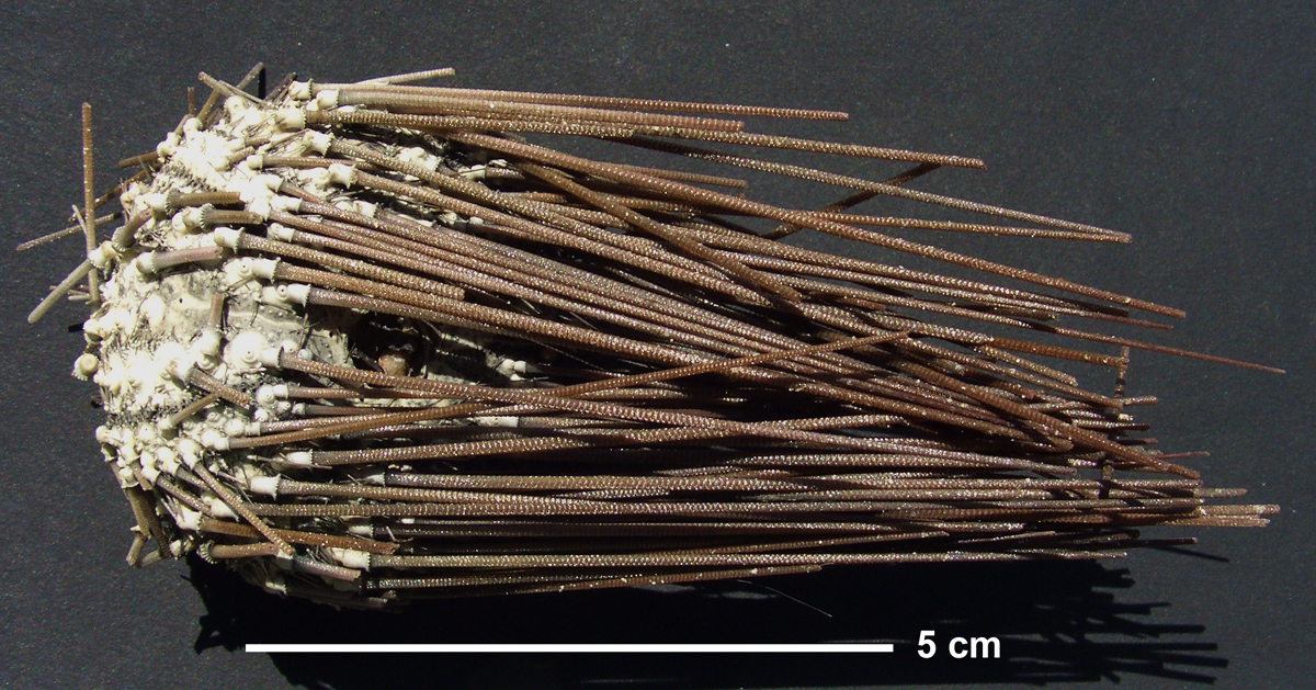 Diadema setosum