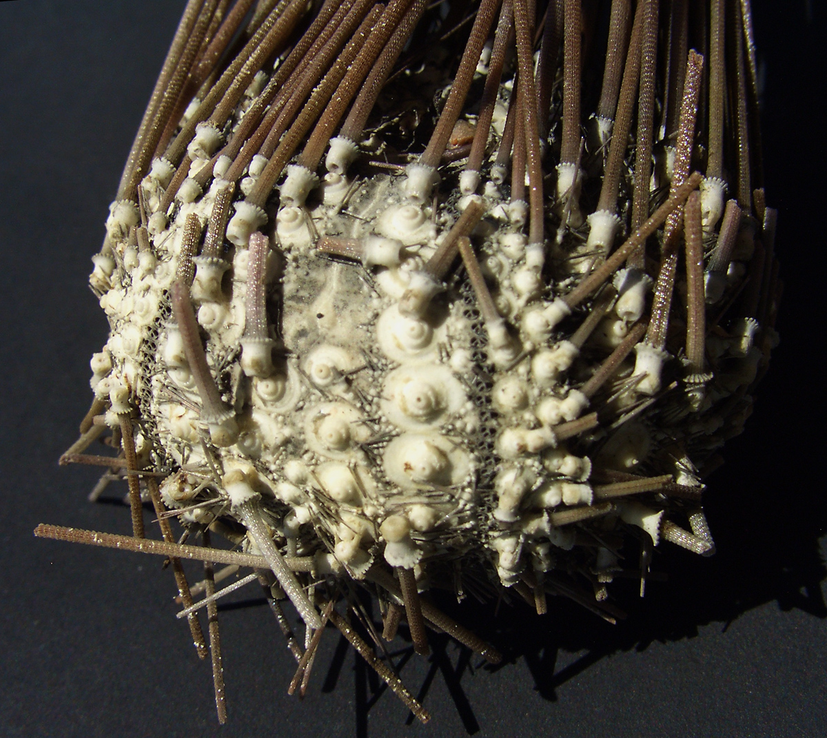 Diadema setosum