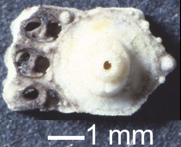 Diadema antillarum