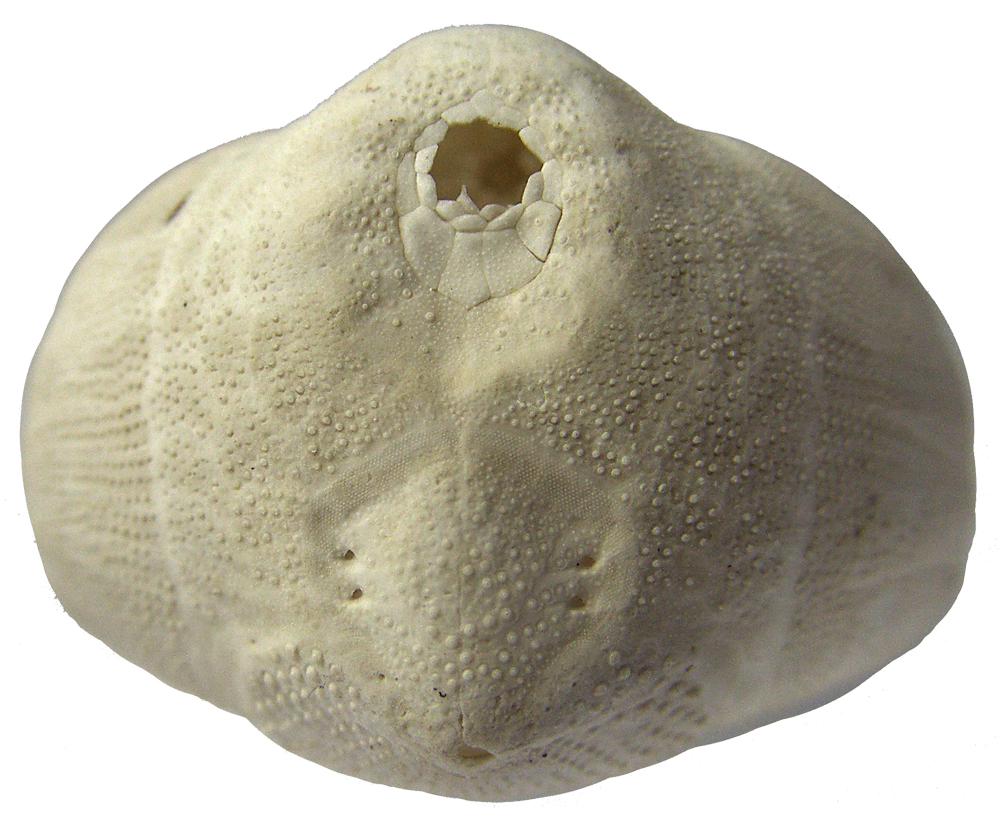 Echinocardium cordatum