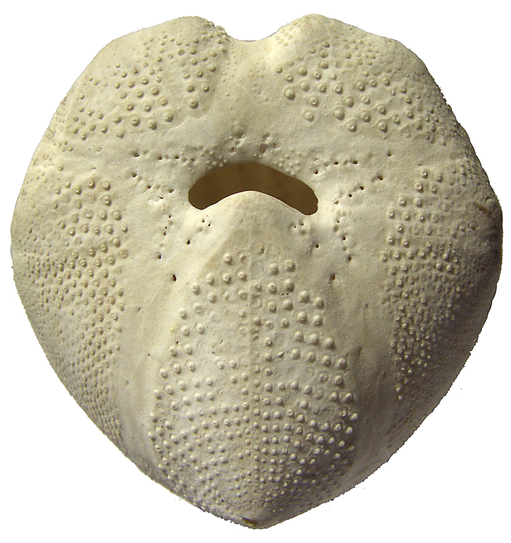 Echinocardium cordatum