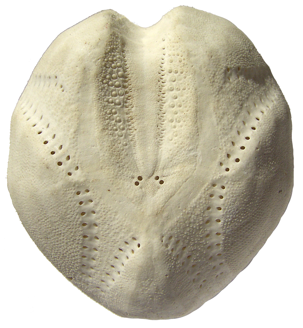 Echinocardium cordatum