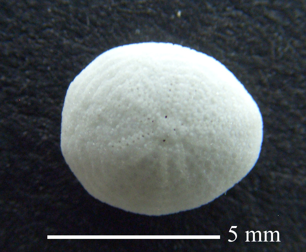 Echinocyamus cf pusillus