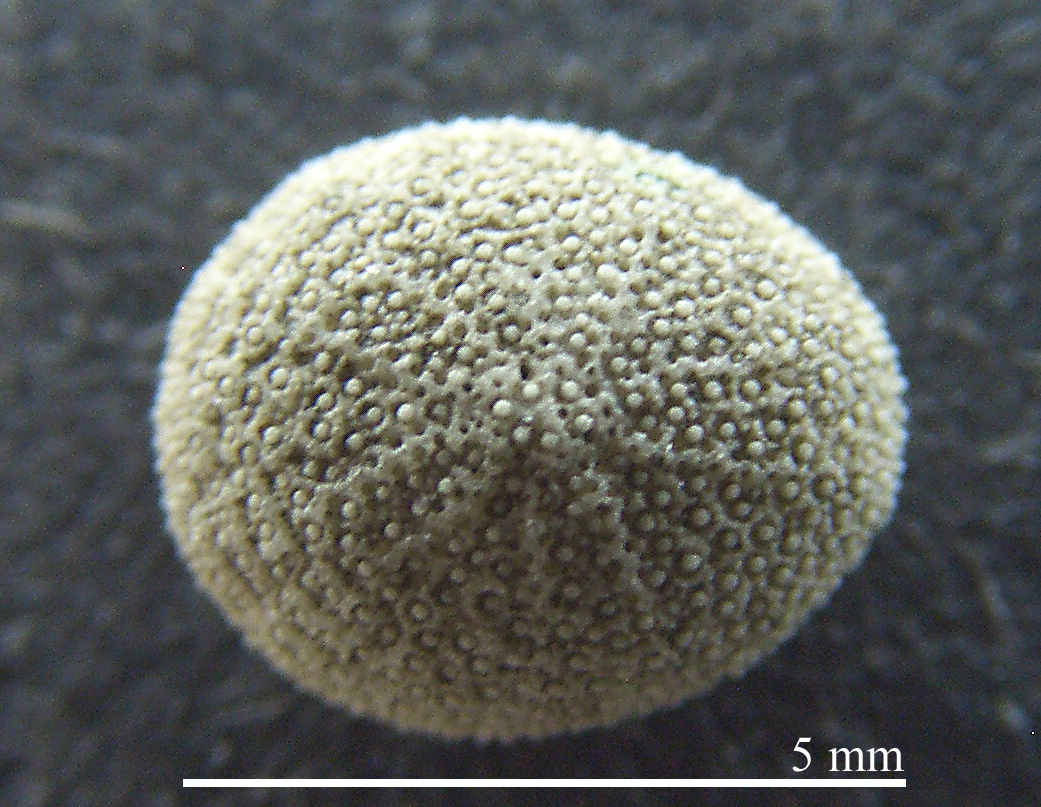 Echinocyamus pusillus