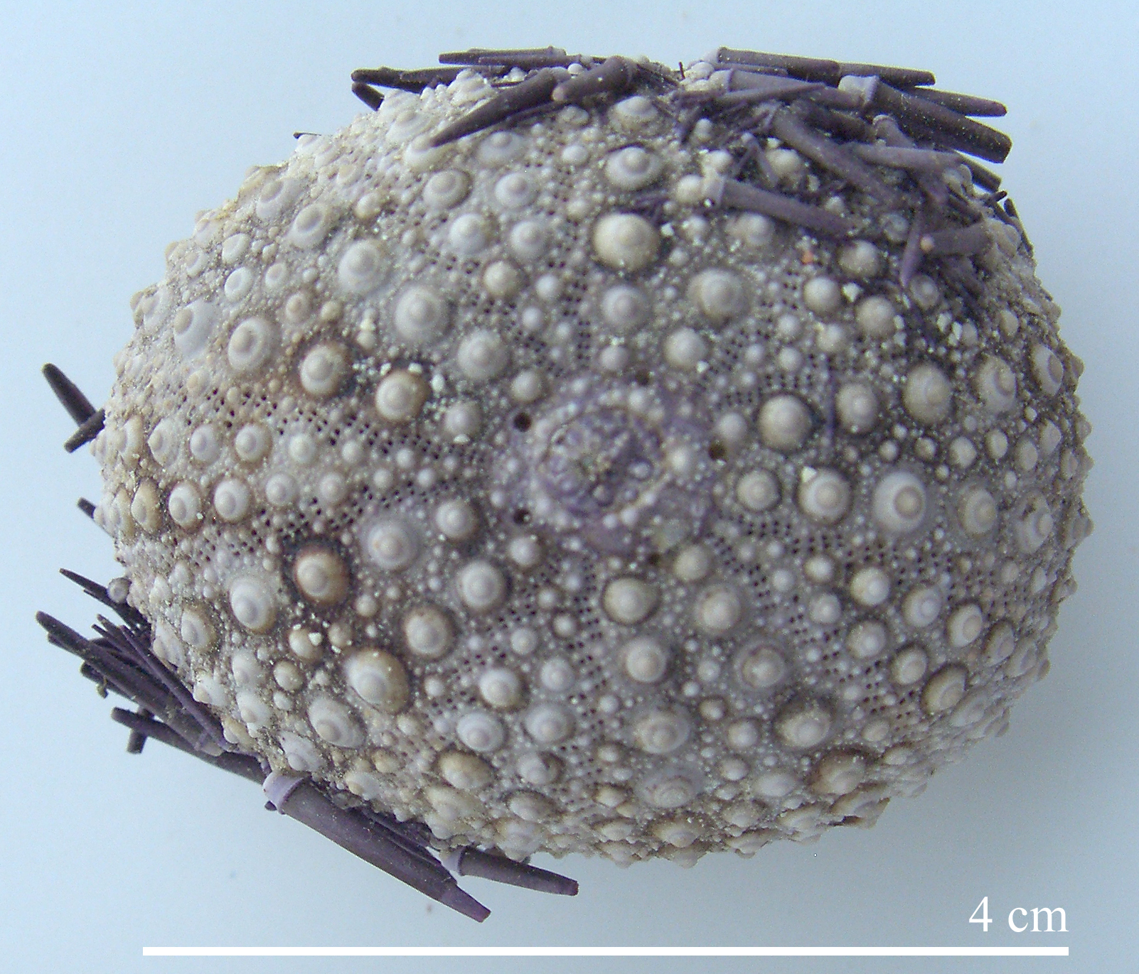 Echinometra cf mathaei