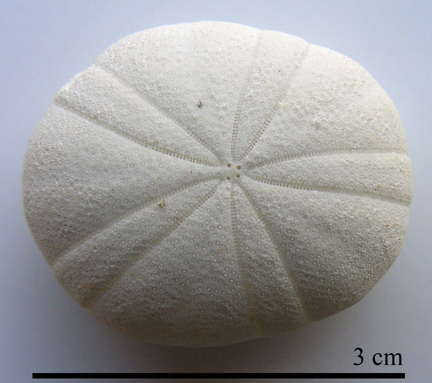 Echinoneus cyclostomus