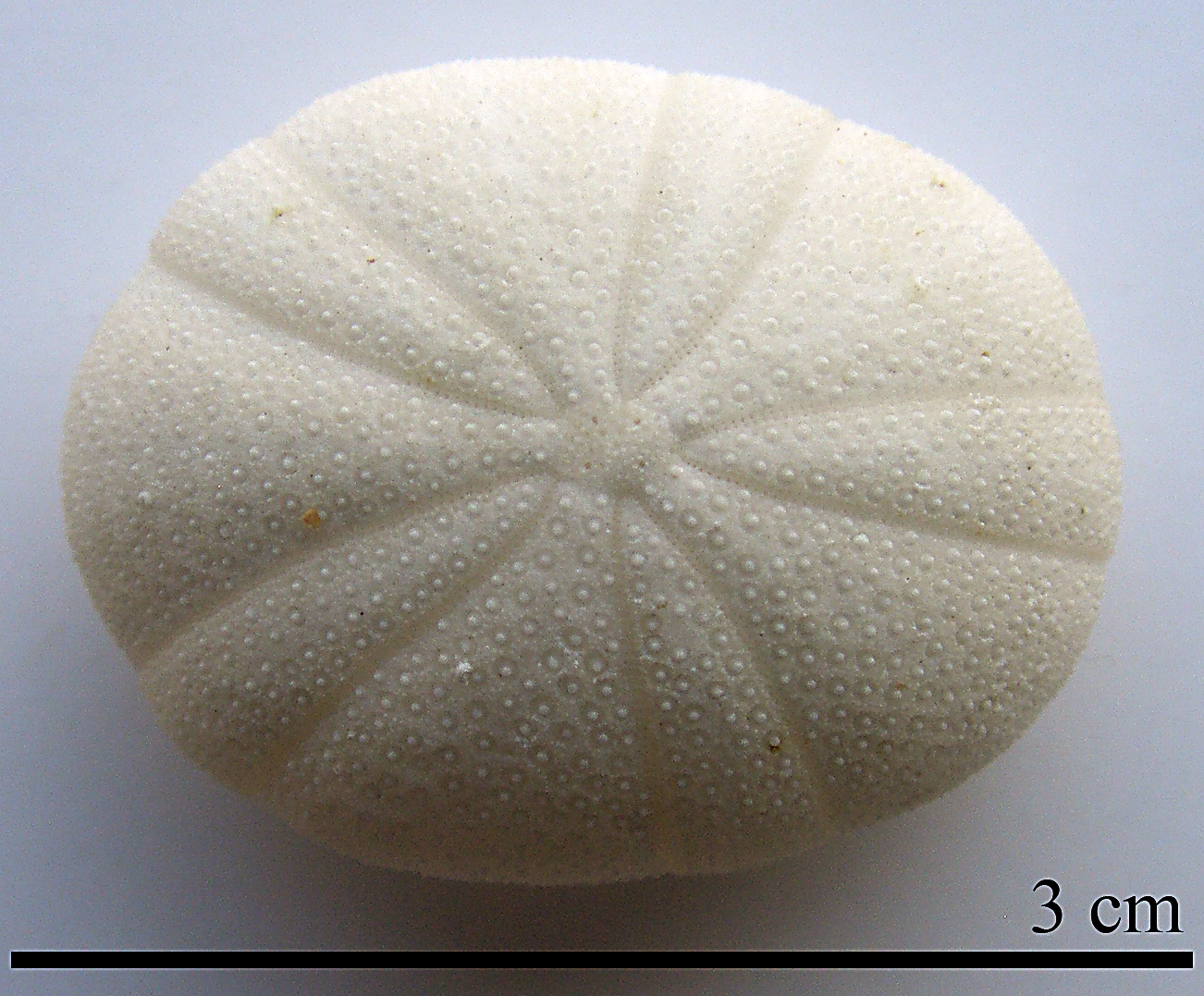 Echinoneus cyclostomus