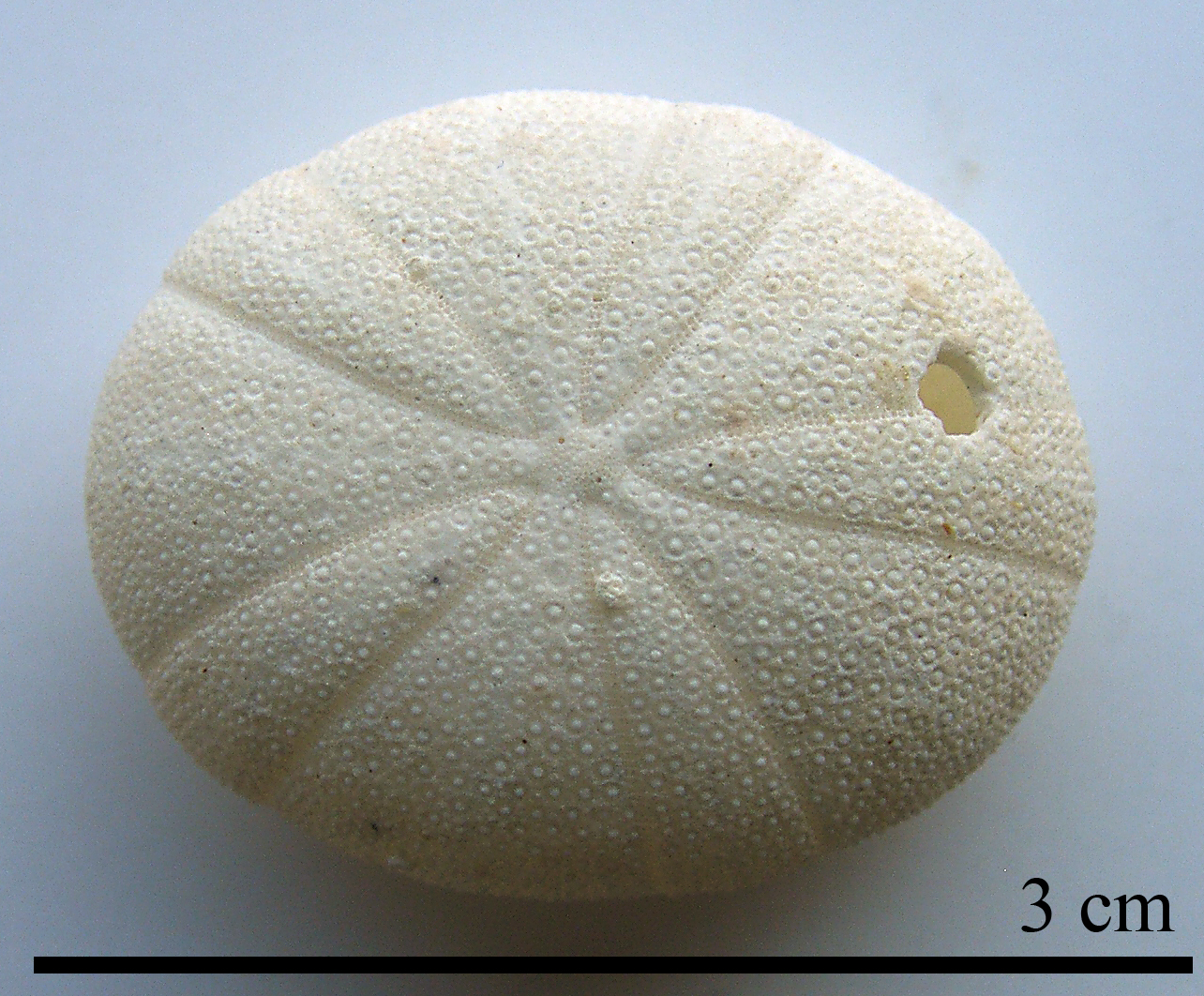 Echinoneus cyclostomus