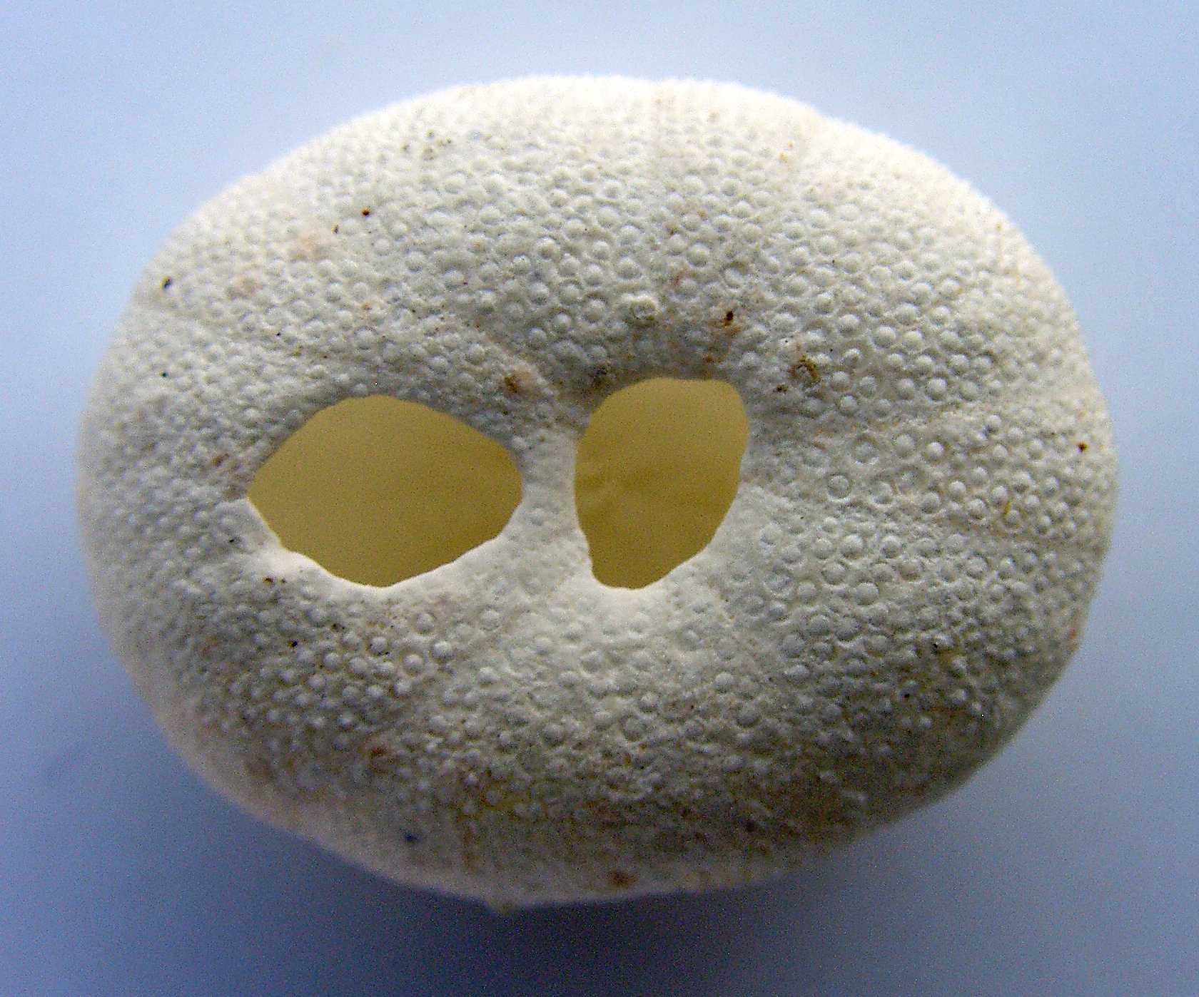Echinoneus cyclostomus