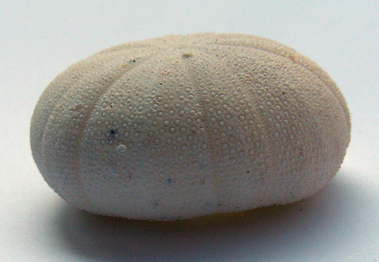Echinoneus cyclostomus