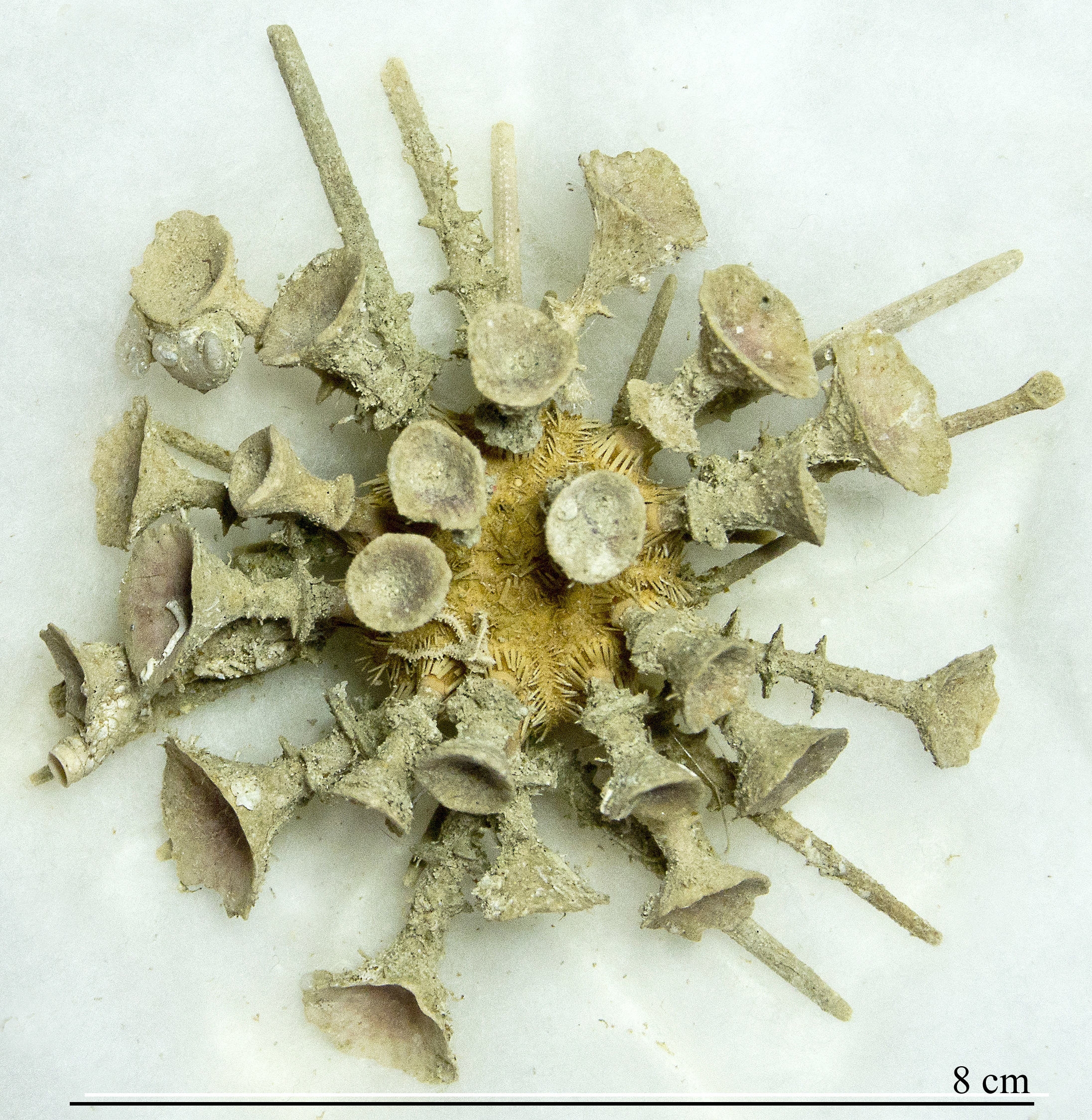 Gobniocidaris clypeata