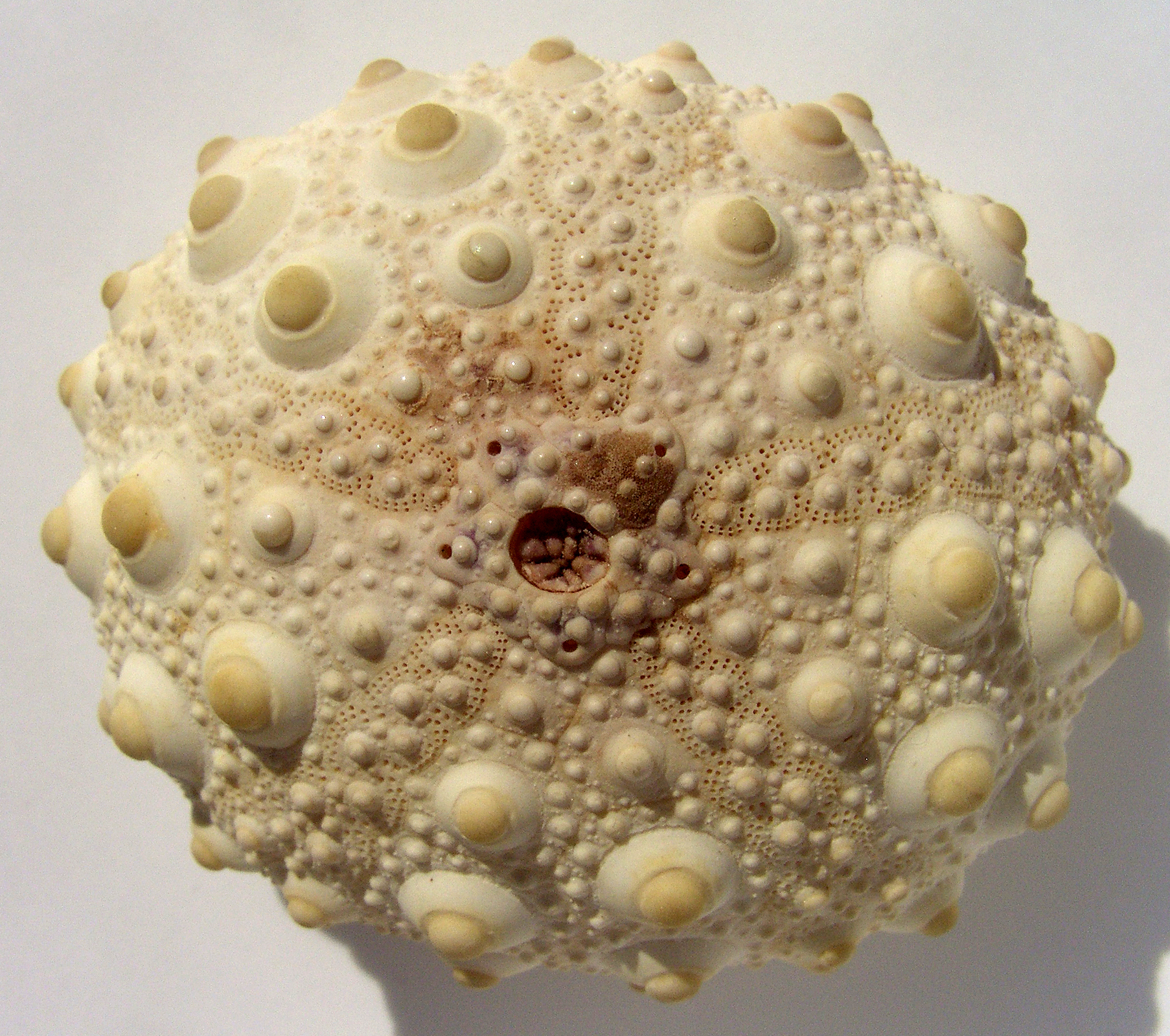 Heterocentrotus mammillatus