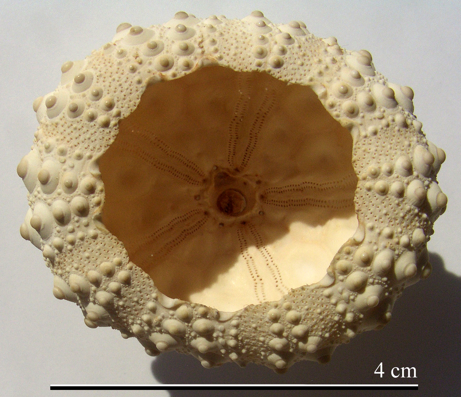 Heterocentrotus mammillatus