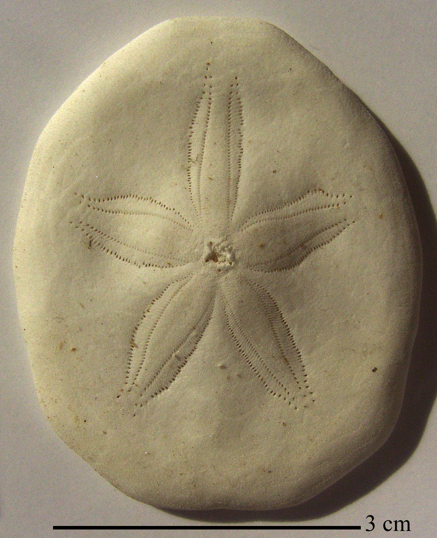 Laganum depressum