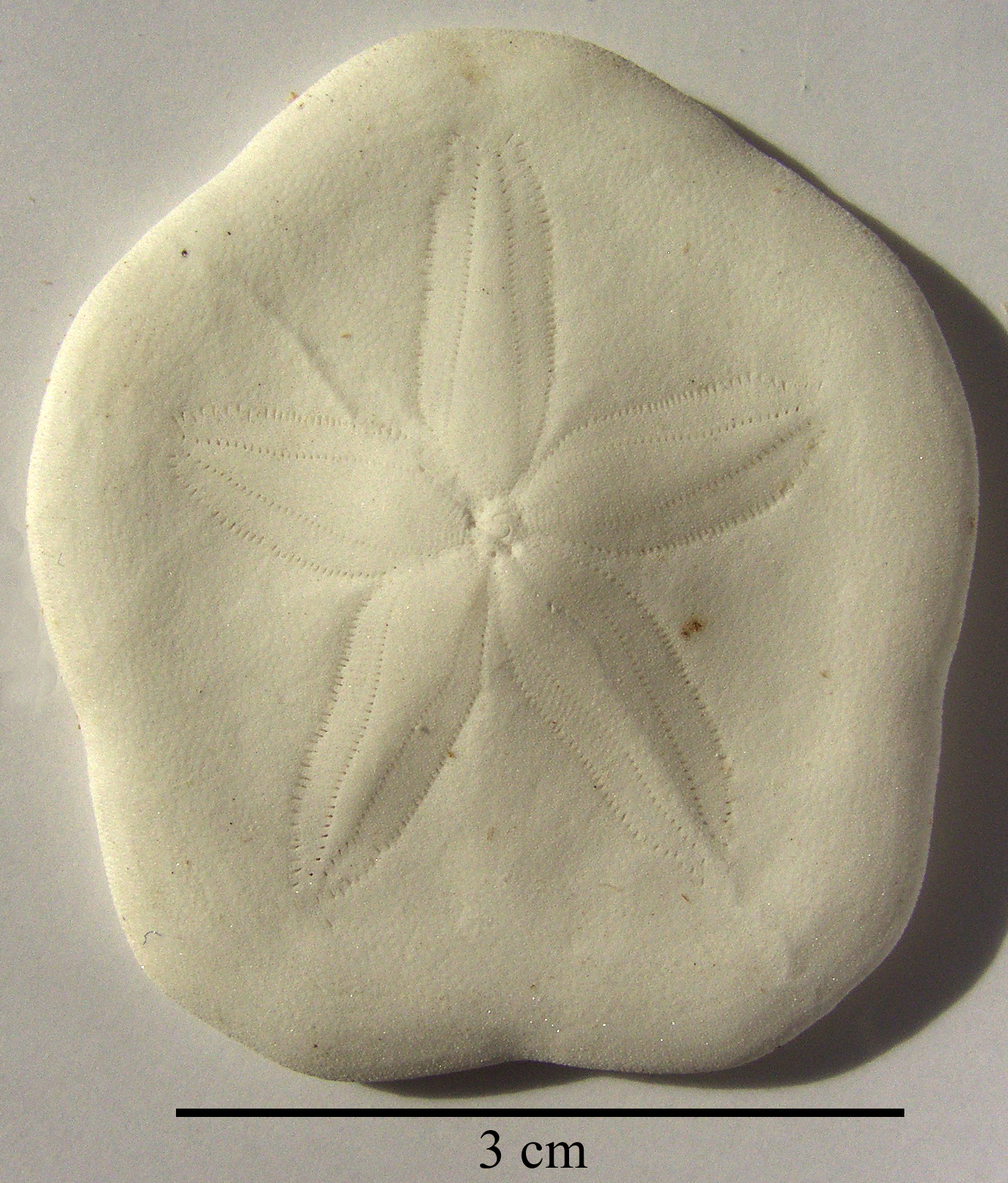 Laganum laganum