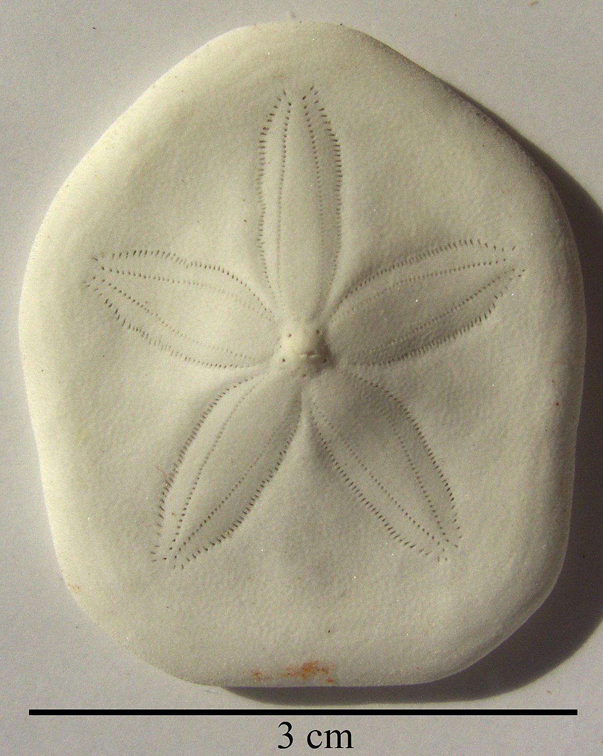 Laganum laganum
