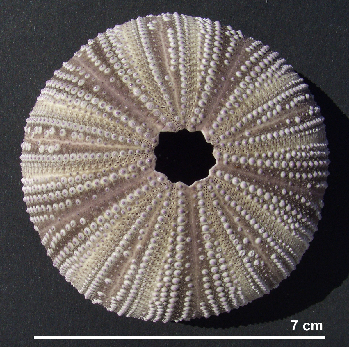 Lytechinus variegatus
