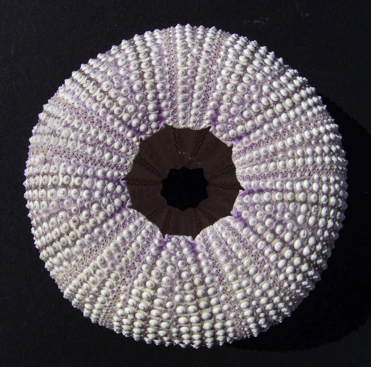 Lytechinus variegatus