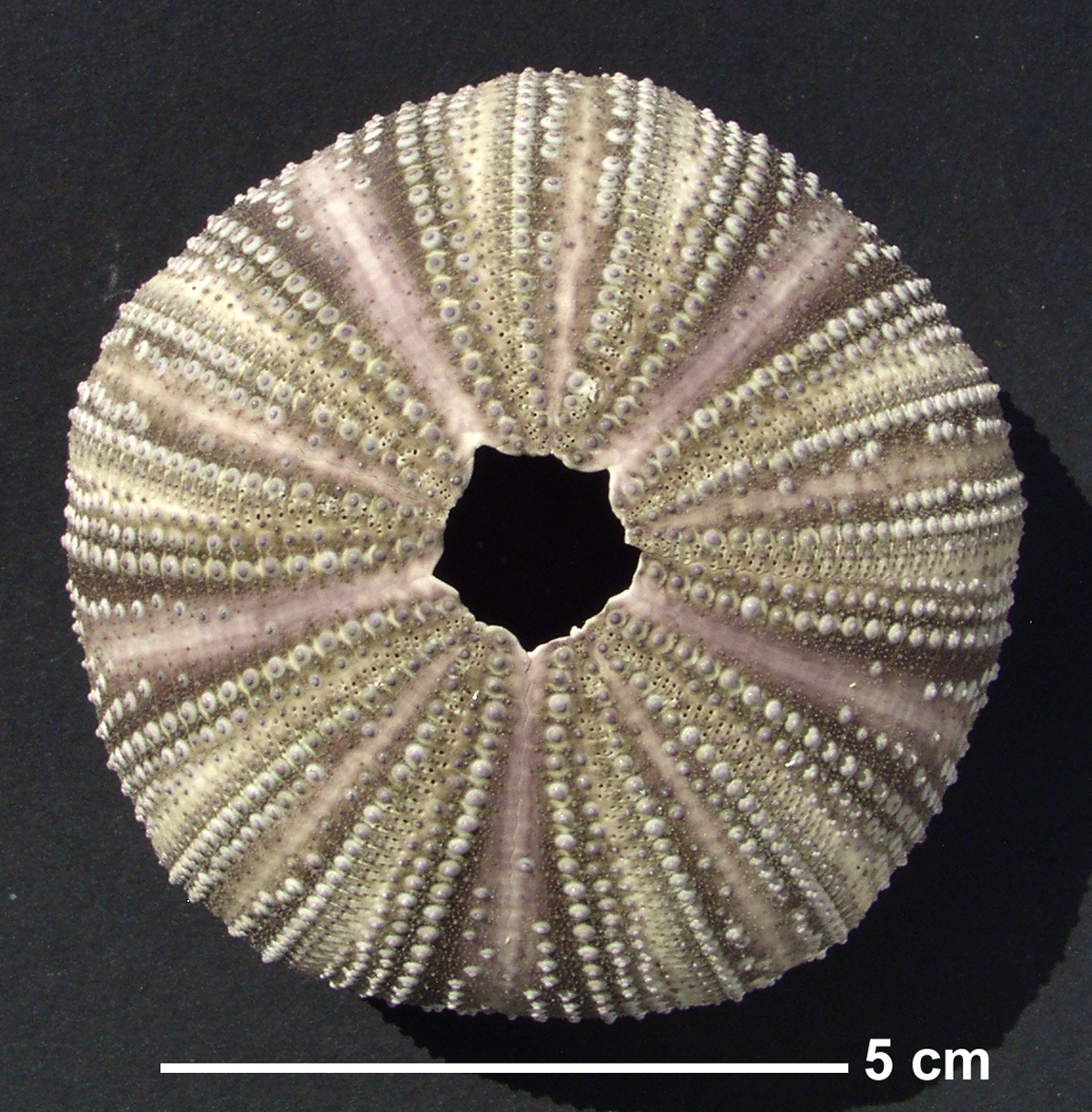 Lytechinus variegatus