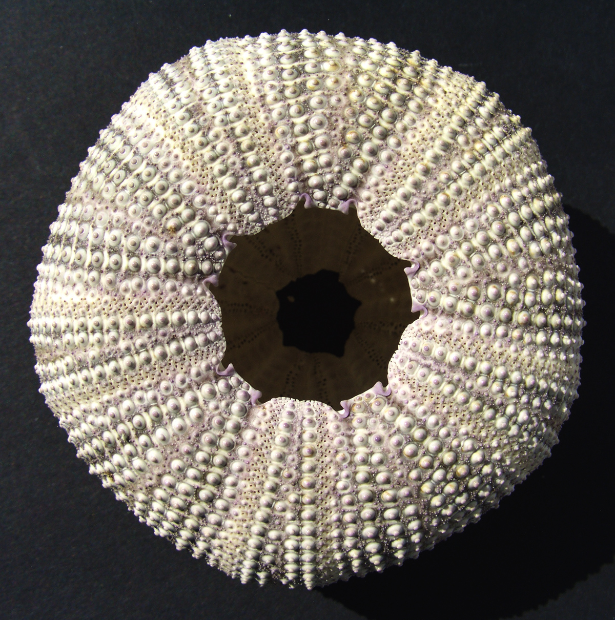Lytechinus variegatus