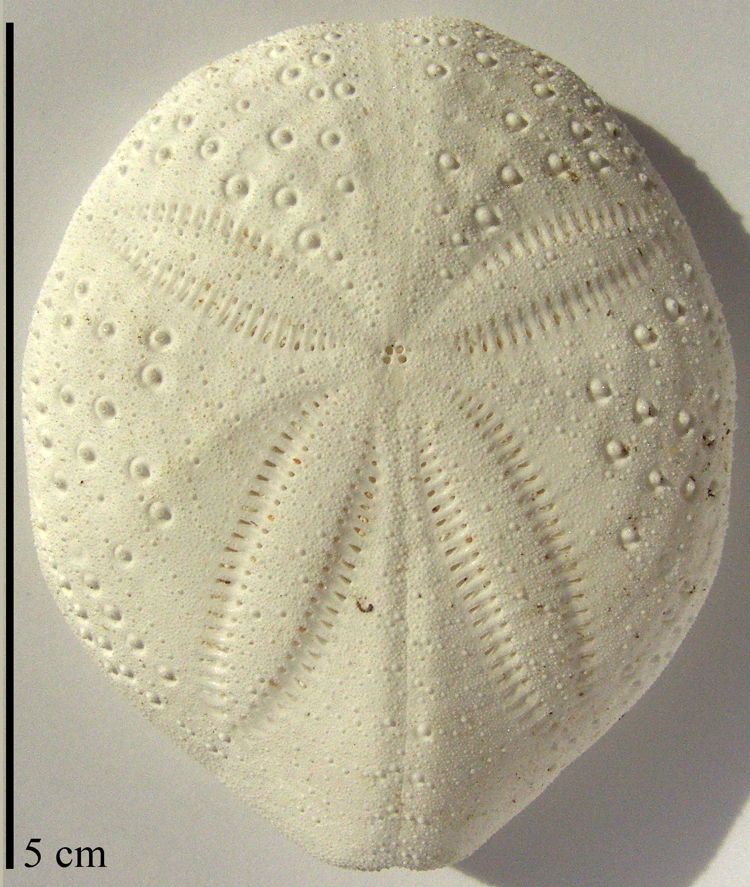 Maretia planulata
