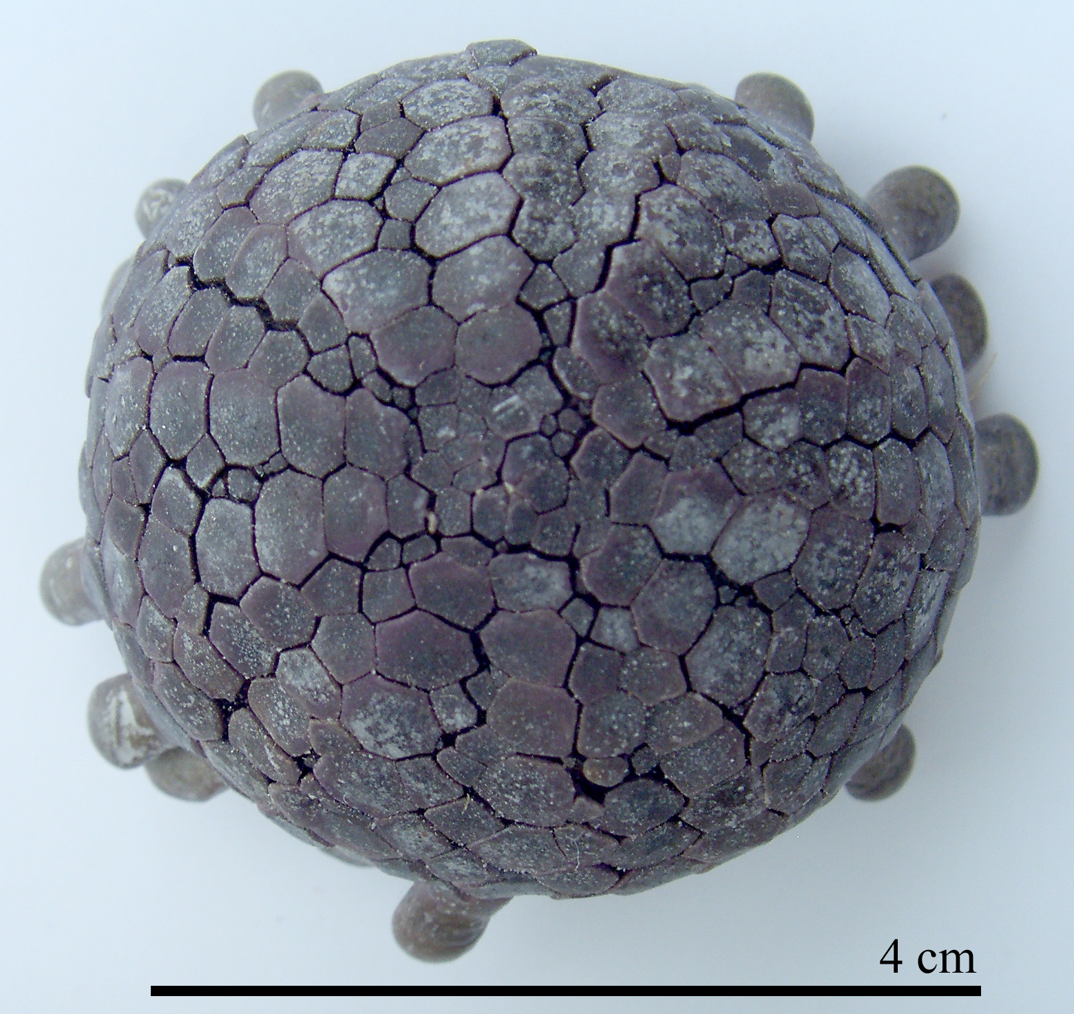 Podophora atratus