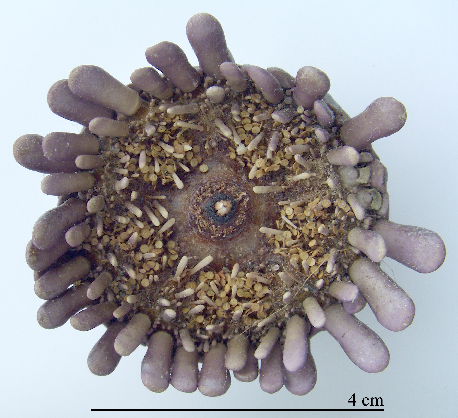 Podophora atratus