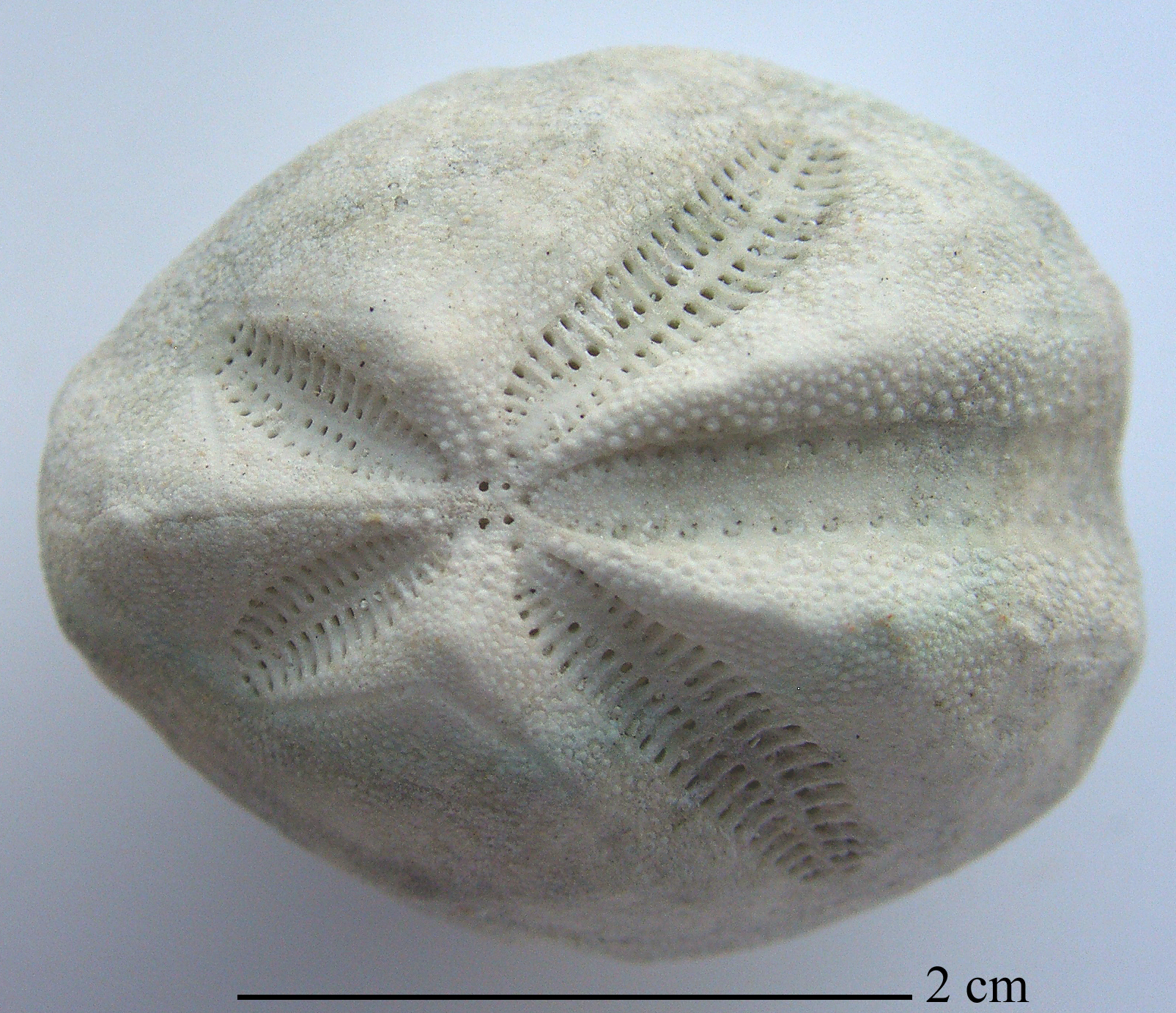 Schizaster sp.