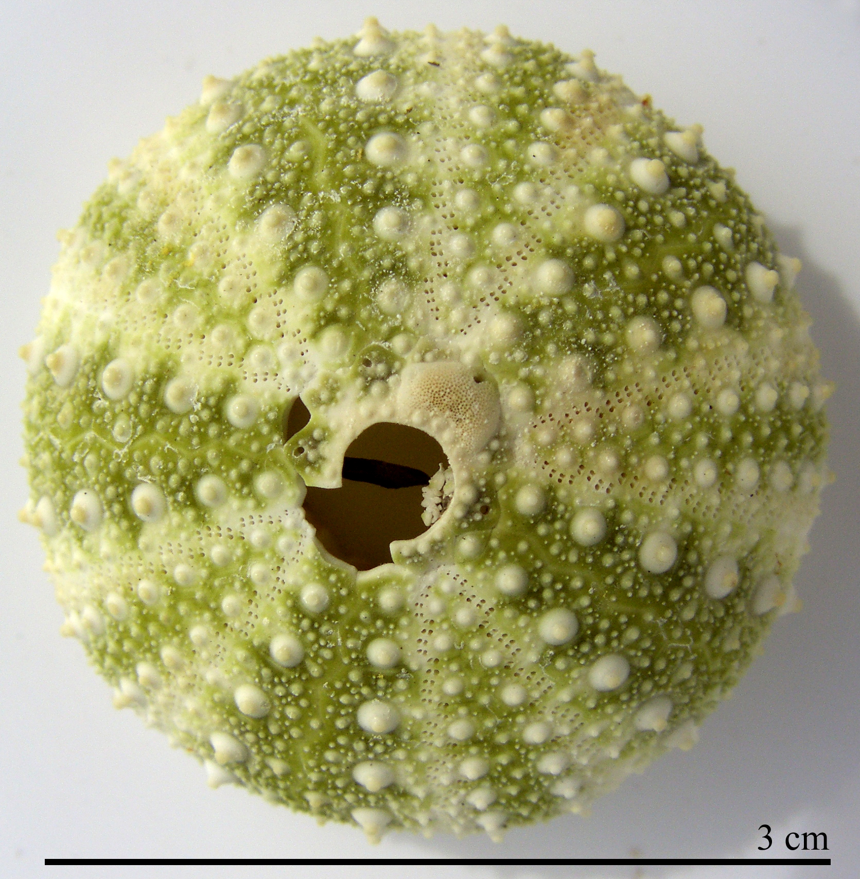 Strongylocentrotus droebachiensis