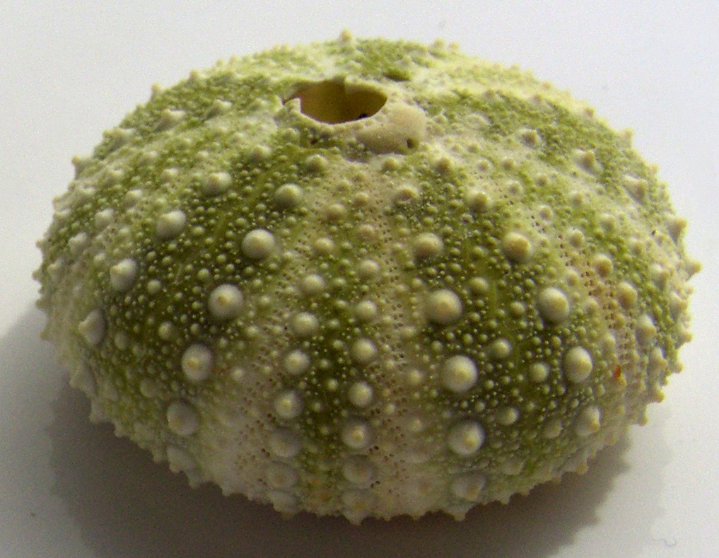 Strongylocentrotus droebachiensis