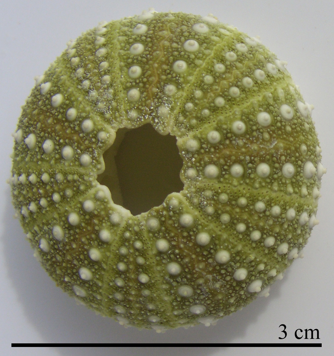 Strongylocentrotus droebachiensis
