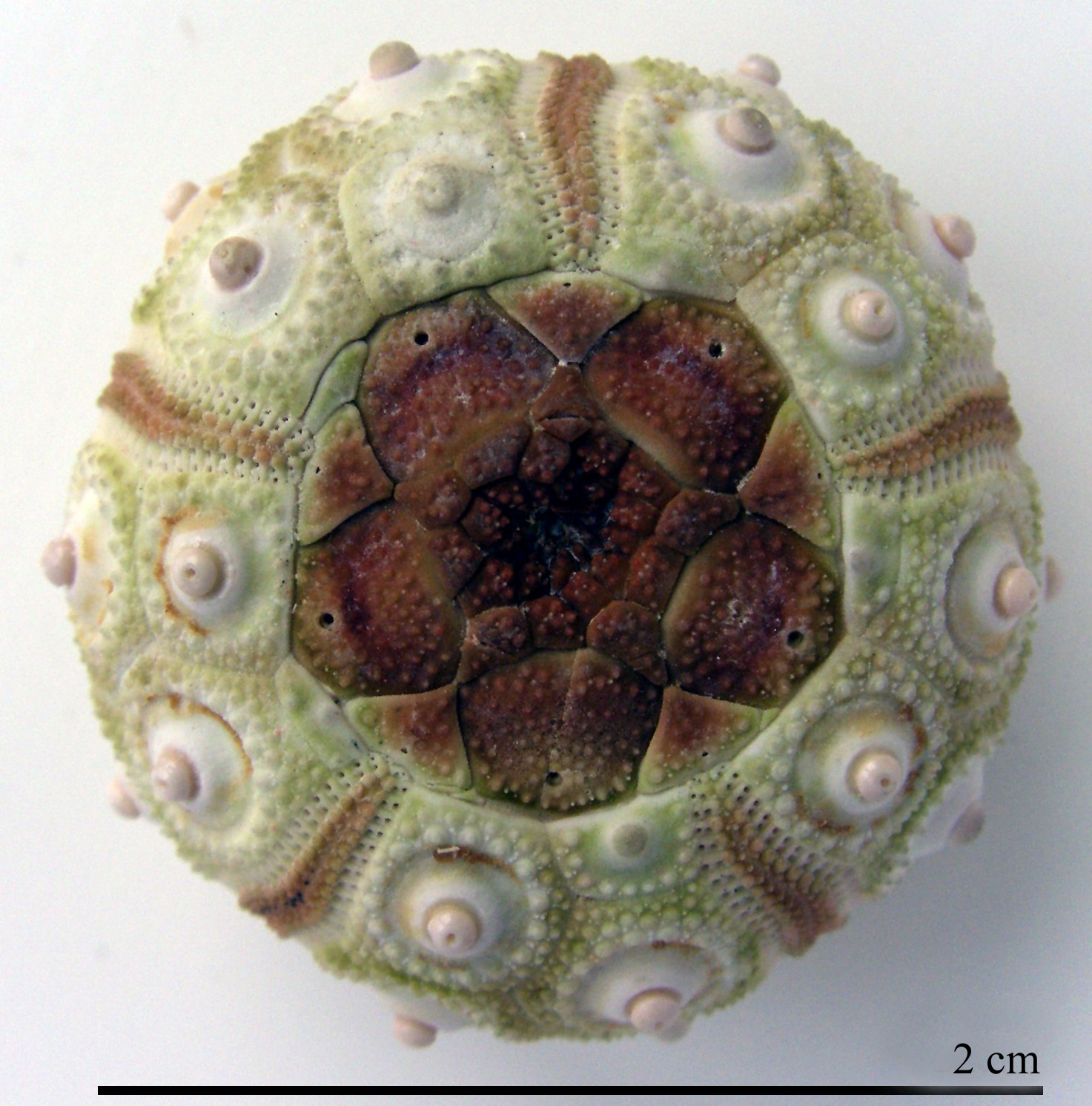 Stylocidaris affinis (Philippi, 1845)