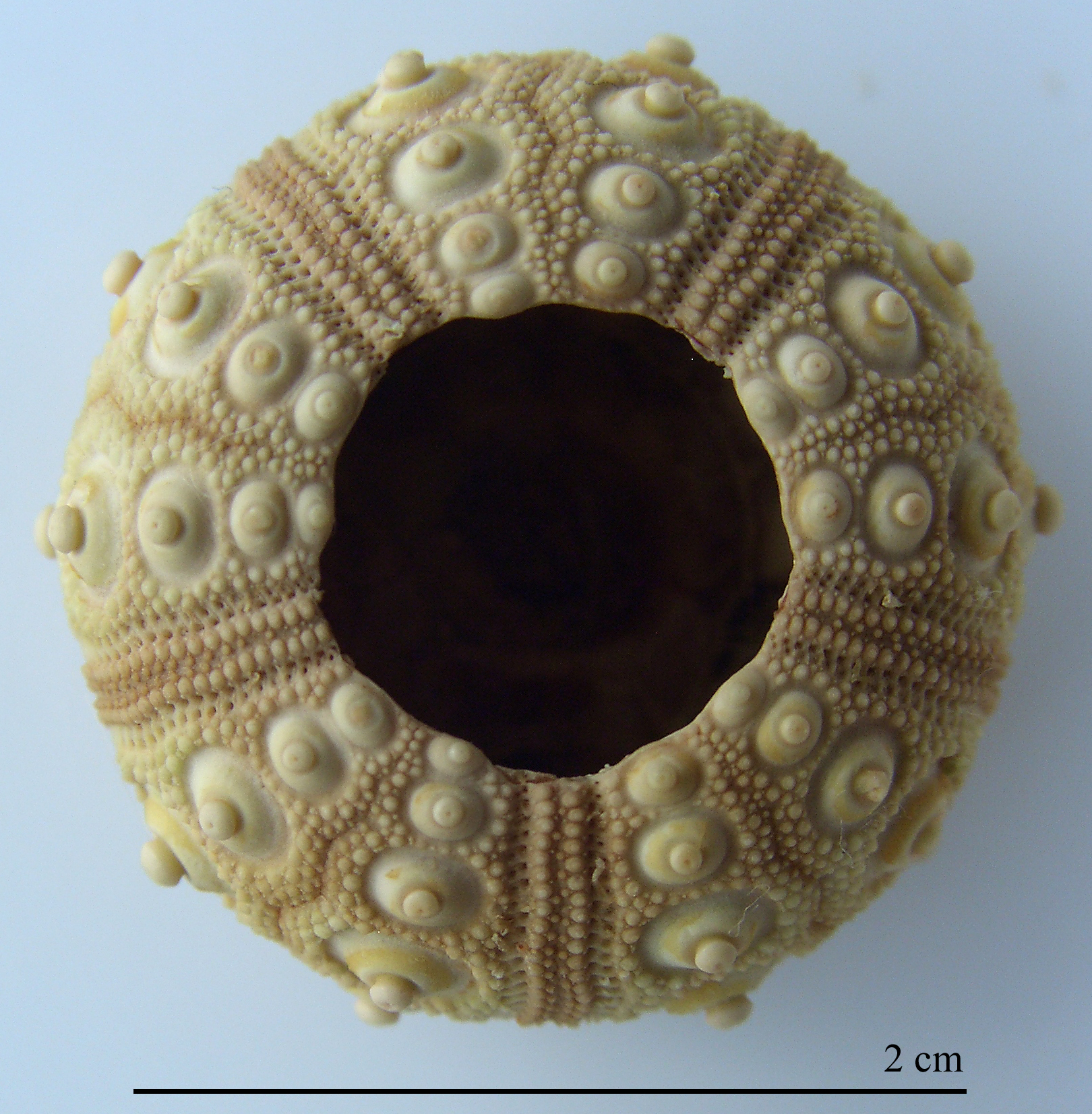 Stylocidaris affinis (Philippi, 1845)