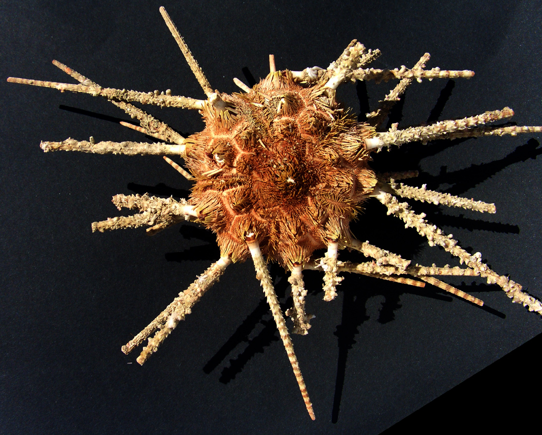 Prionocidaris baculosa