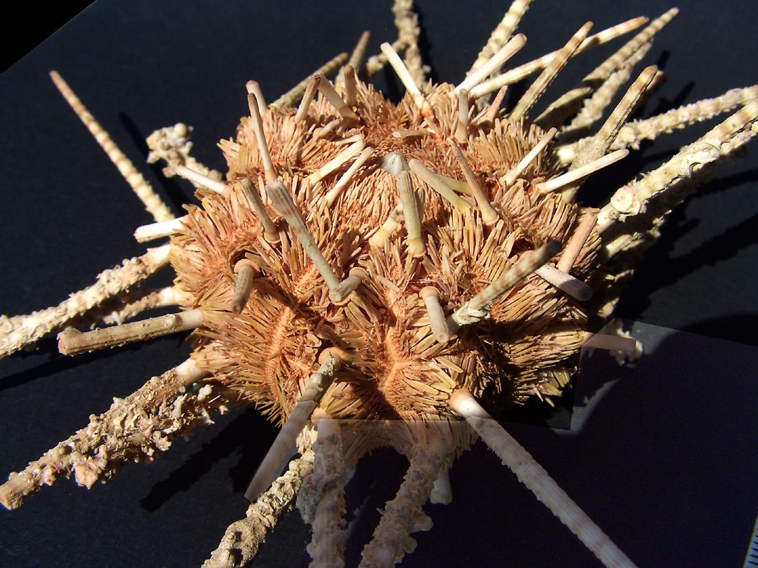 Prionocodaris baculosa