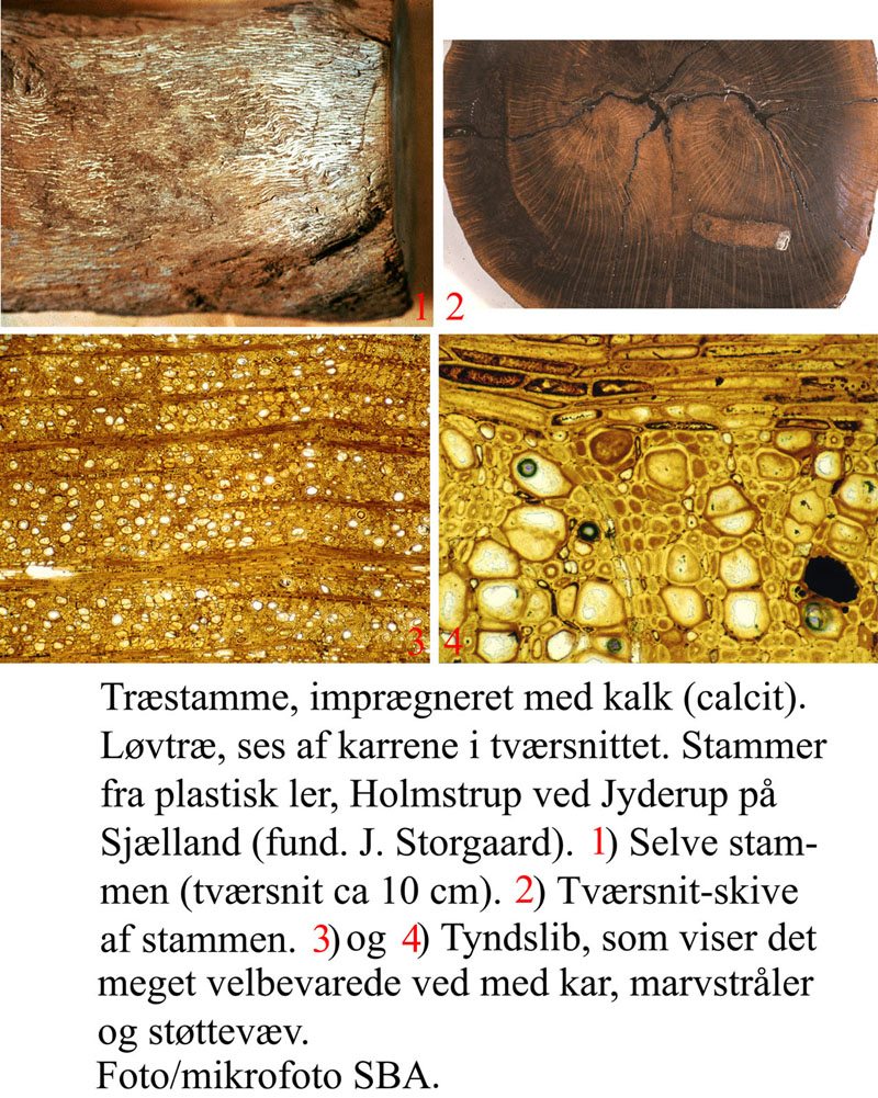 Eocænt løvtræ, Holmstrup, Jyderup. DK